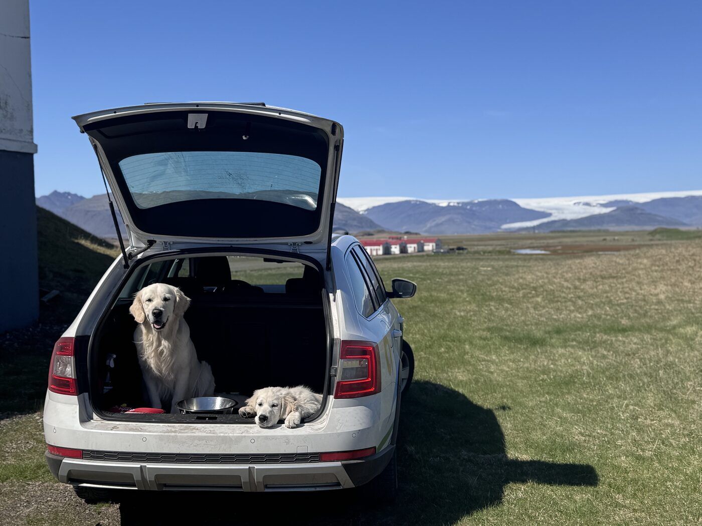 Máni and Rjómi, two golden retrievers, in the open boot of a Vatnajökull Travel vehicle