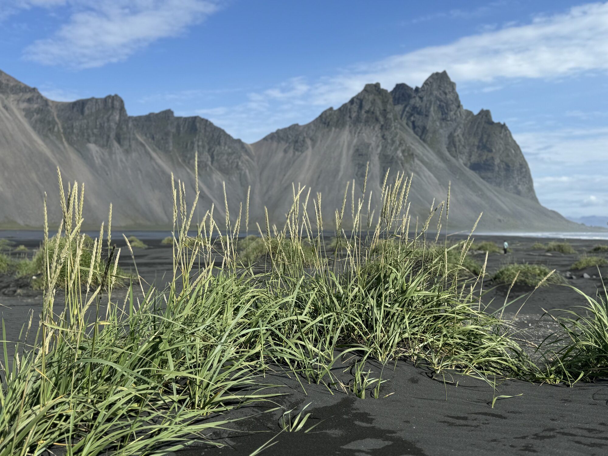 Dune grass on the black sand at Stokksnes, the peaks of Vestrahorn behind