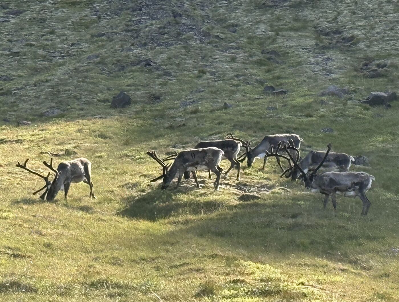 A herd of reindeer grazing on a green hillside