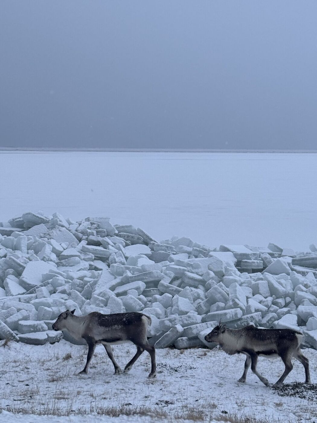 Two reindeer walking past piled slabs of sea ice in winter